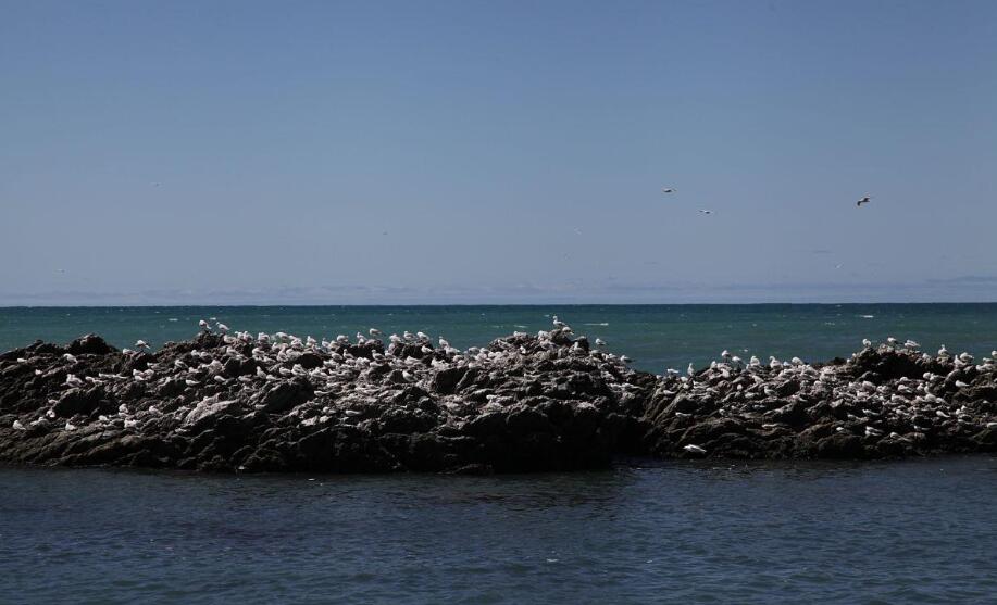 红岩与蓝脚的交响诗：北西摩岛生态奇观