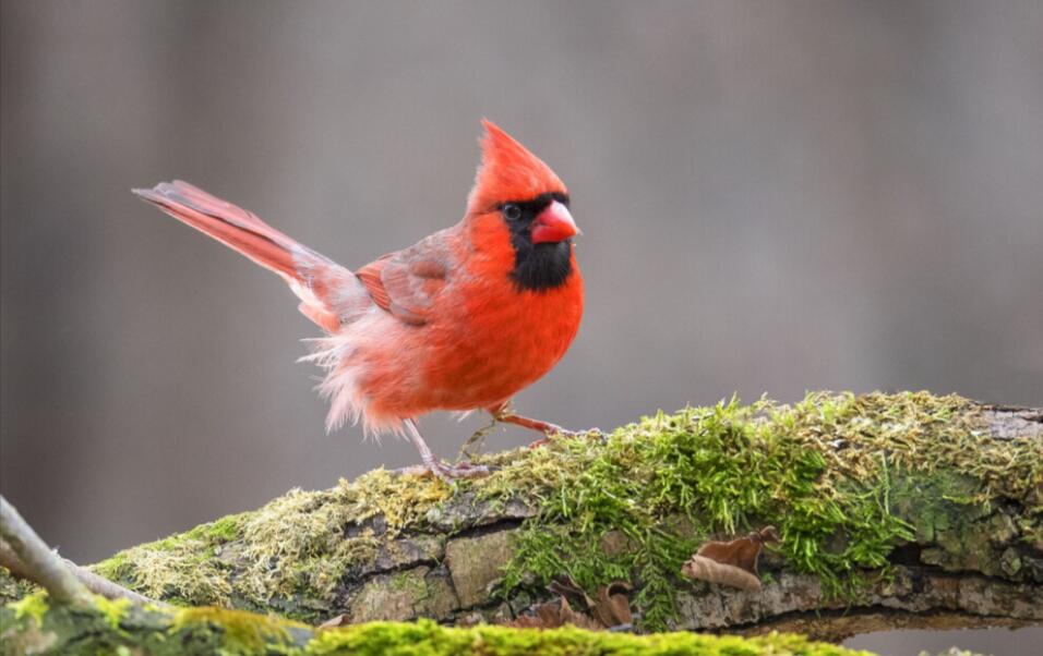 猩红与翡翠：朱红雀的云雾森林狂想曲