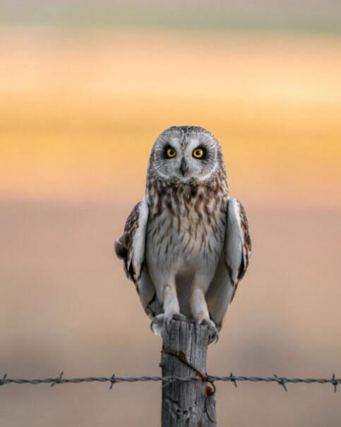 雾锁安第斯：厄瓜多尔短耳鸮的隐秘王国