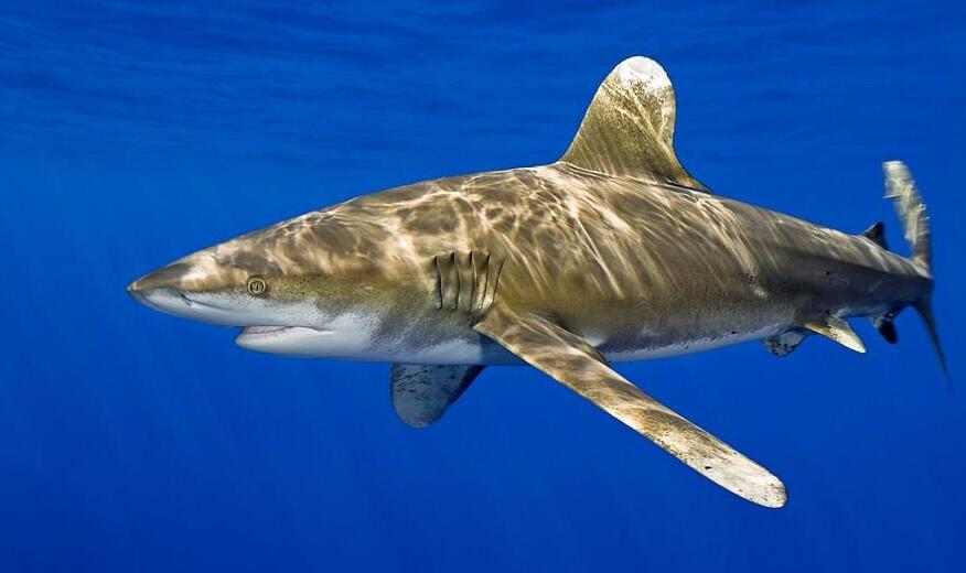 一部白鳍鲨的海洋叙事诗
