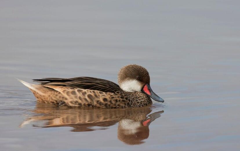 晨雾与金箔：白颊针尾鸭的湖光纪事