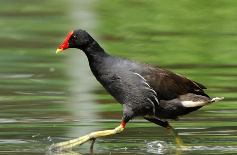 黑羽红冠的湿地诗人：厄瓜多尔黑水鸡的生态美学