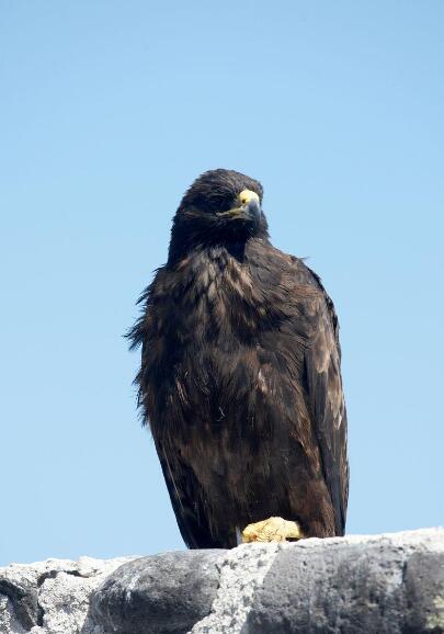 黑翼掠过熔岩：加拉帕戈斯天空的终极掠食者