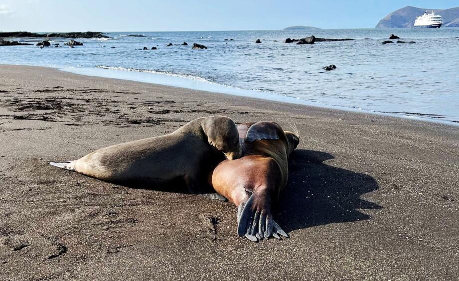 埃加斯港：火山黑沙上的生命狂想曲