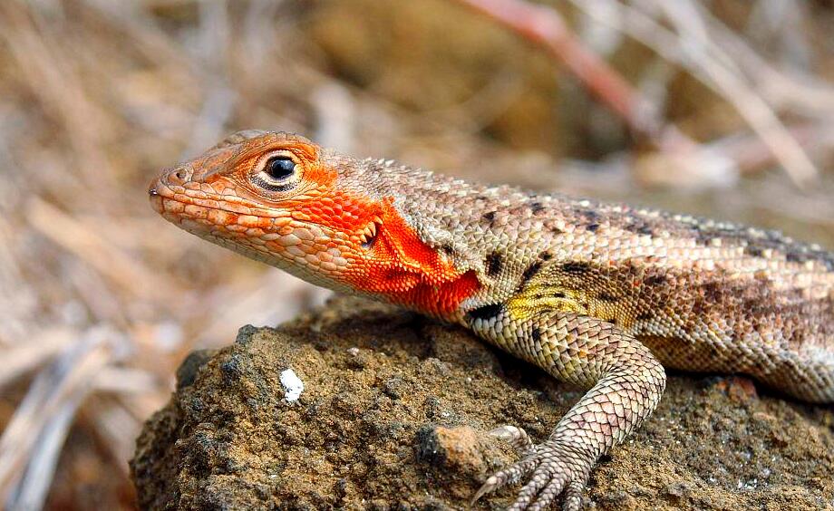 虹彩背甲下的生存密码——加拉帕戈斯熔岩蜥蜴