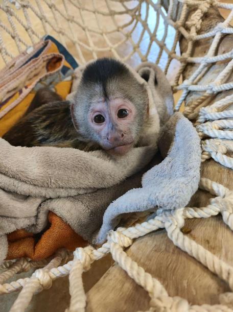 卷尾猴的晨曦乐园