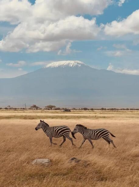 肯尼亚的野性诗行：当角马群踩碎晨露，火烈鸟正在调色板上晕染