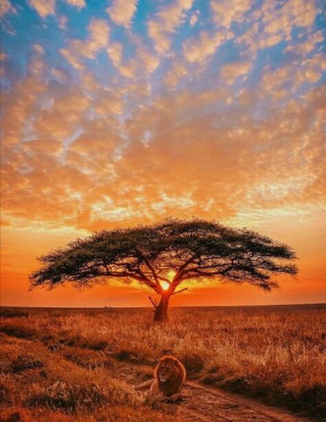 塞伦盖蒂的黑色五线谱