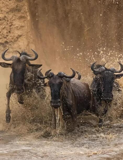 天河之渡：当百万角马在马拉河书写血色史诗