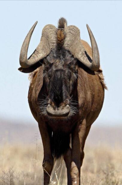 当40公里的雷鸣碾过马拉河