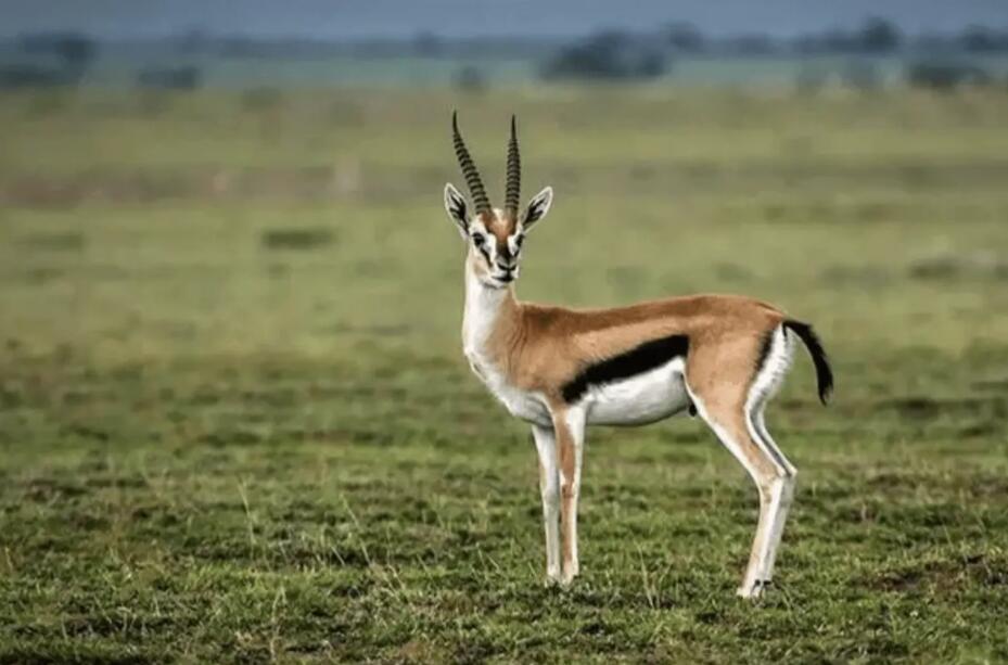 草原的黄金弹簧：瞪羚与季风的永恒共谋