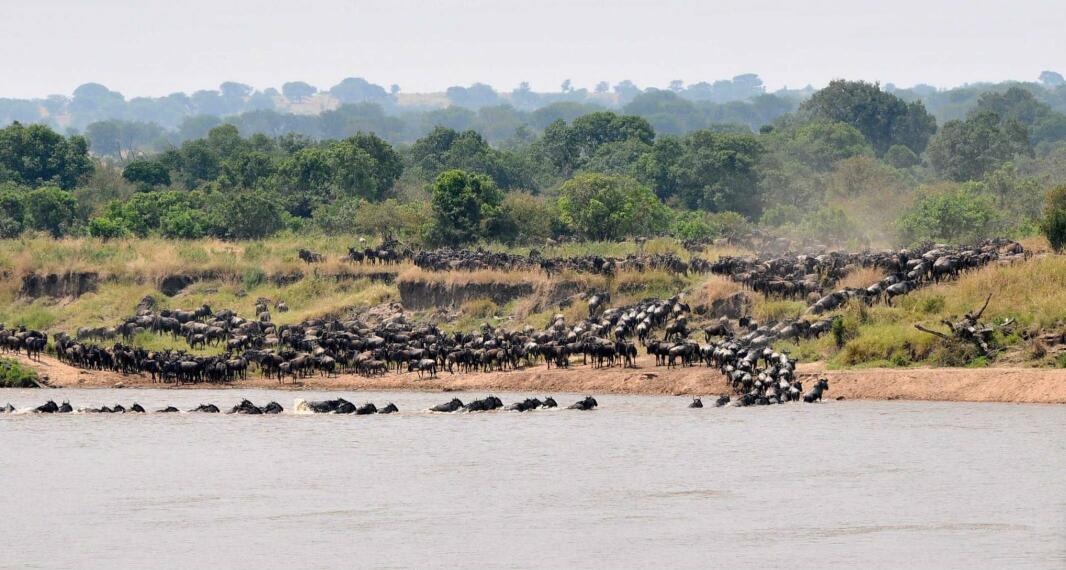 生命之河：东非马拉河的狂野与温柔