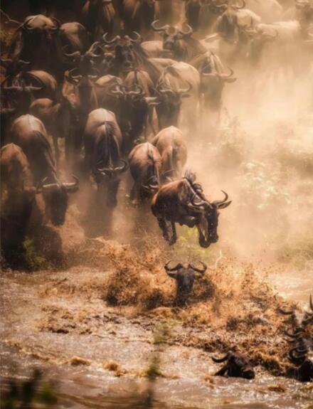 流动的盛宴：东非草原的四季牧歌