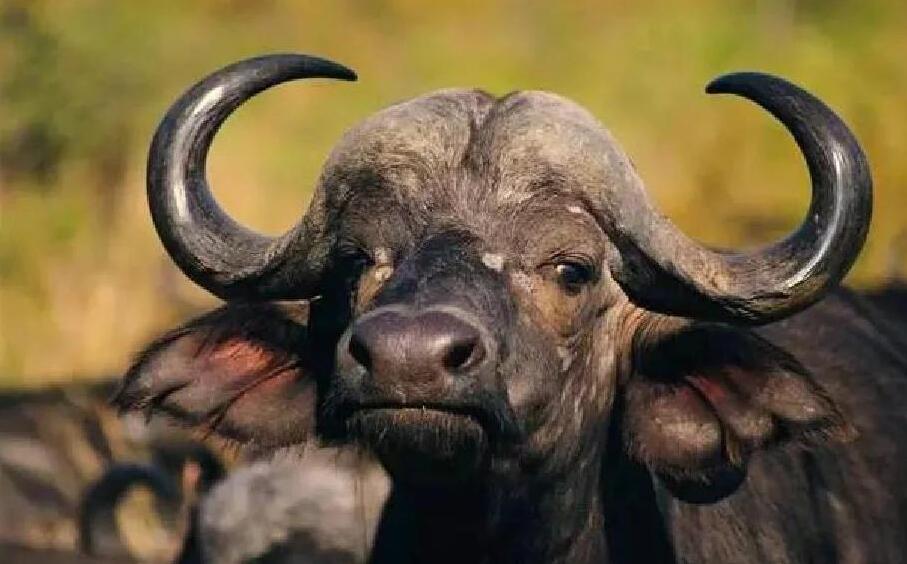 铁蹄交响曲：非洲水牛的野性诗篇