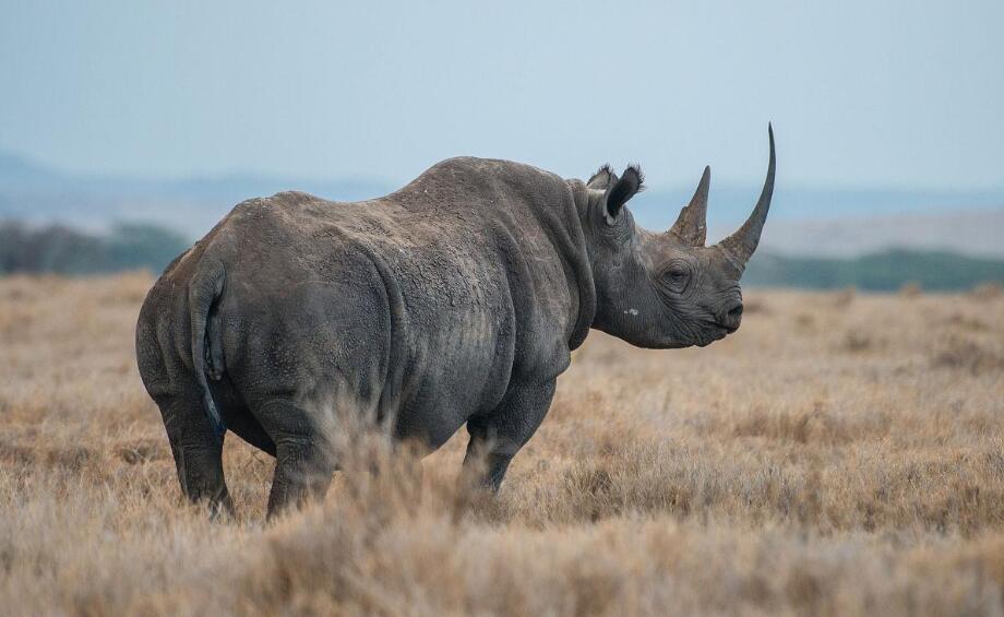 褶皱间的史诗：非洲黑犀的生命纪年