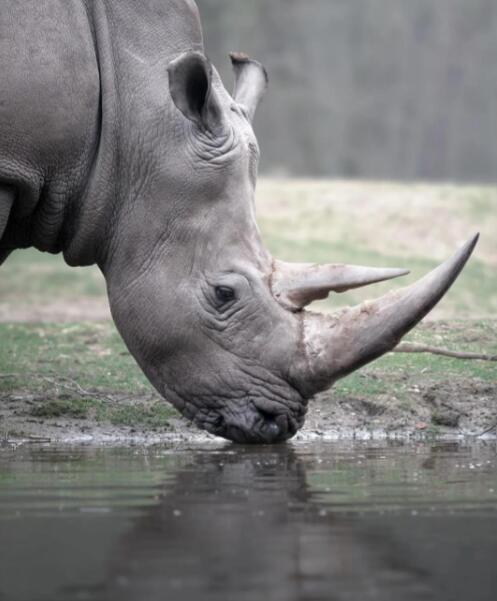 泥浆中的星辉：白犀牛的光影独白