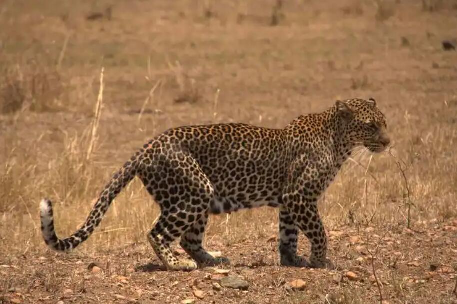玫瑰斑纹与月光：东非花豹的幽灵诗篇