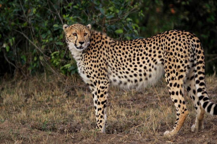 泪痕与流星：一只猎豹的生存史诗