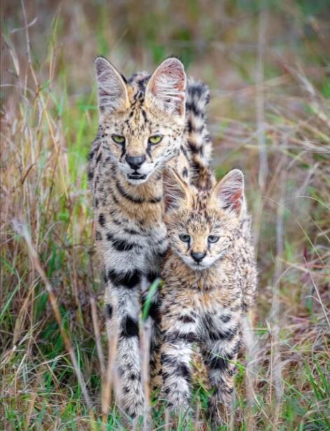 金斑与月痕：薮猫的东非野性叙事