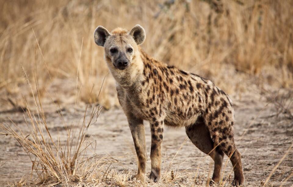 暗金剪影与月光齿痕：鬣狗的草原辩证诗