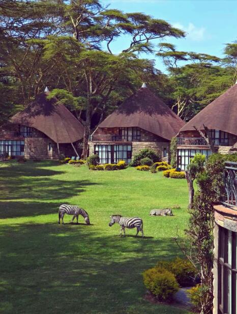 长颈鹿剪影与玻璃幕墙：内罗毕的生态蒙太奇