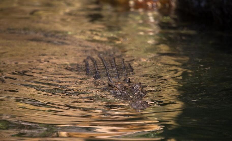 金伯利荒野中咸水鳄的1.8亿年统治法则