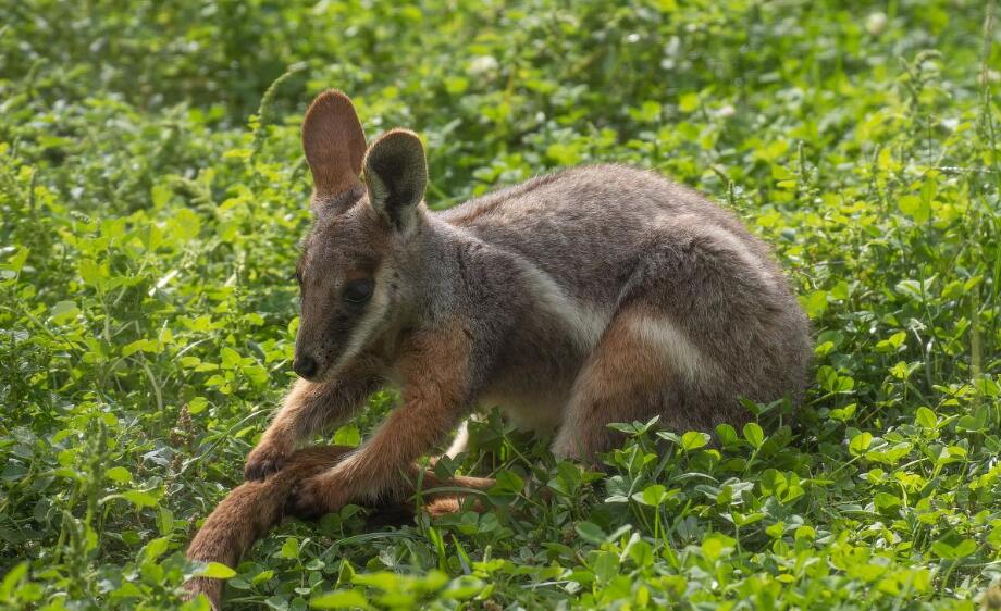 短耳岩袋鼠在花岗岩迷宫中的星光