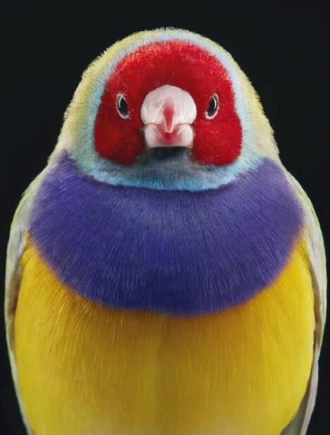 解码雏鸟喙部荧光斑纹与桉树公寓的色彩共生学