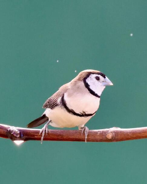 月光围巾与珍珠胸针：看荒漠绅士如何用极光银羽征服金伯利晨雾舞台