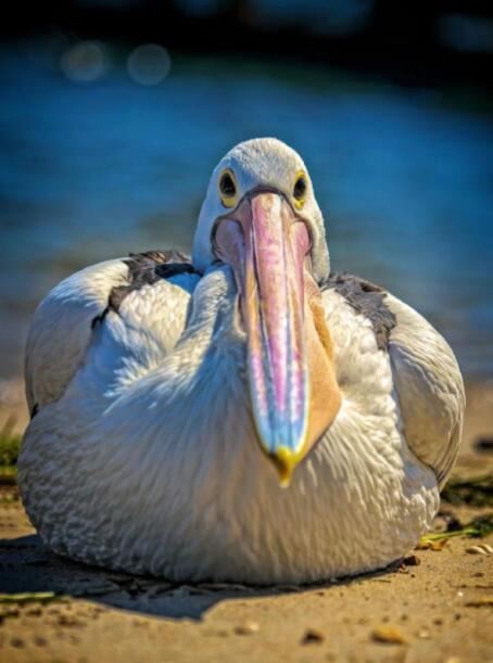 2.5米银翼的围猎艺术