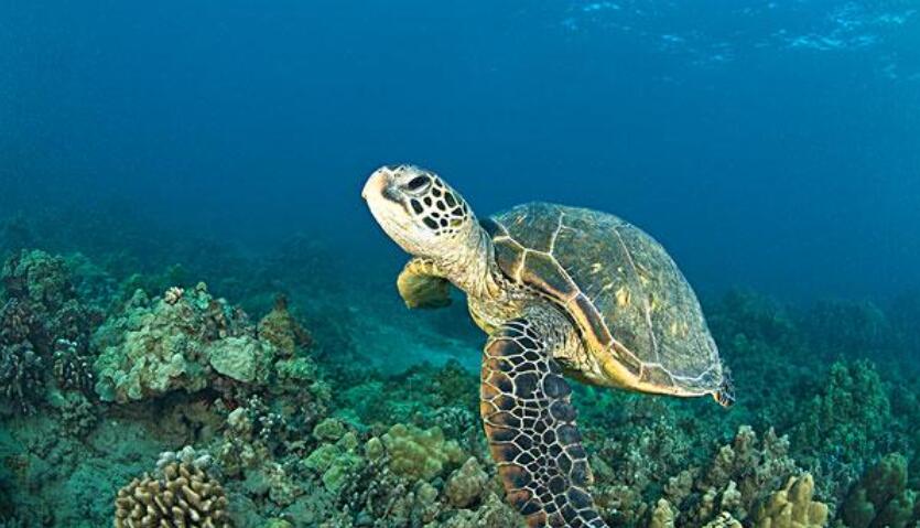 翡翠背甲上的海底漫游者