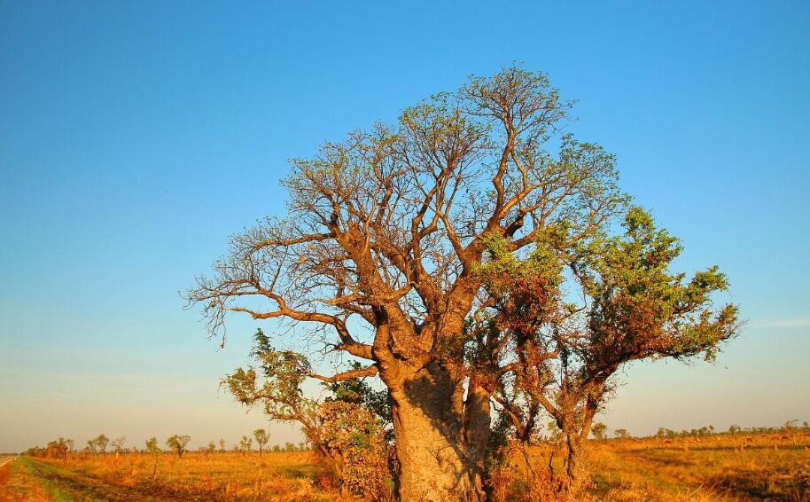 金伯利荒野：猴面包树的时空图腾