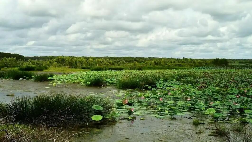 季风雕刻的生态狂想曲