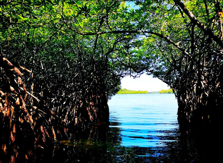 呼吸根之舞：金伯利原始红树林的生命诗篇