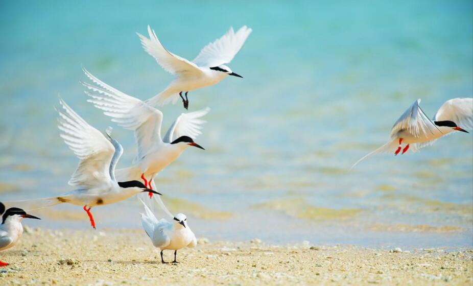 粉翼掠影：罗特内斯特岛的玫瑰燕鸥奇观