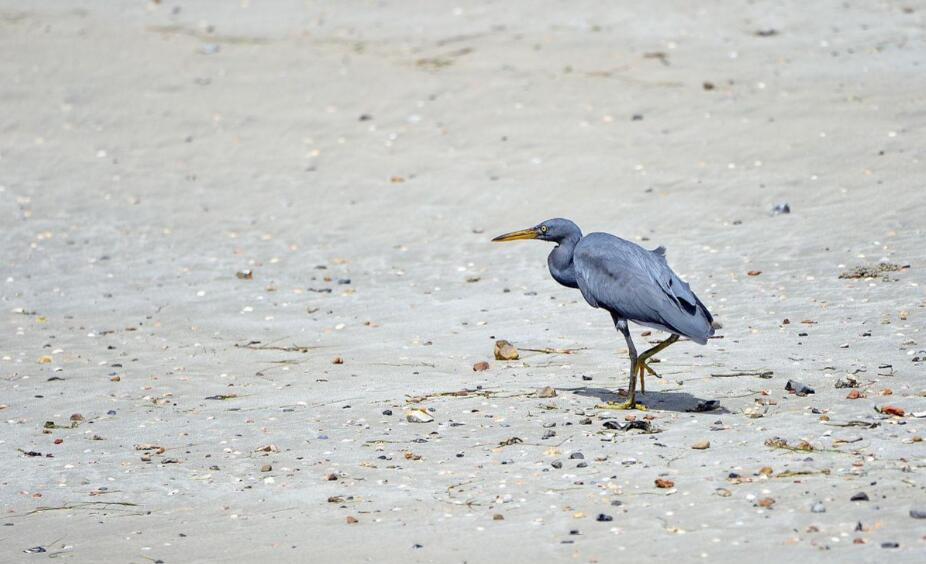 礁石上的芭蕾：东礁白鹭的四季舞曲