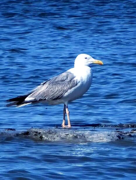 季风与羽翼：解码金伯利银鸥的飞行密码