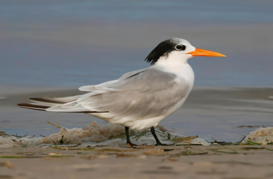 白羽掠影：砂岩海岸线上的燕鸥芭蕾