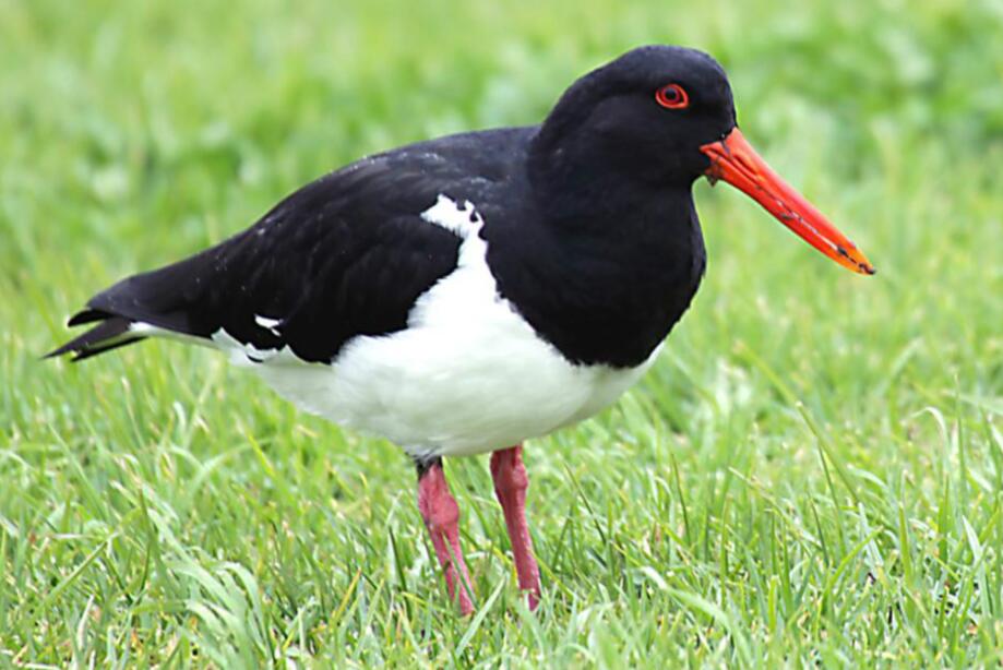 红喙黑白诗：斑蛎鹬的潮间带叙事