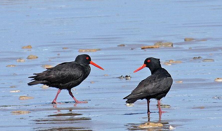 墨羽红喙：乌黑蛎鹬的潮间带叙事