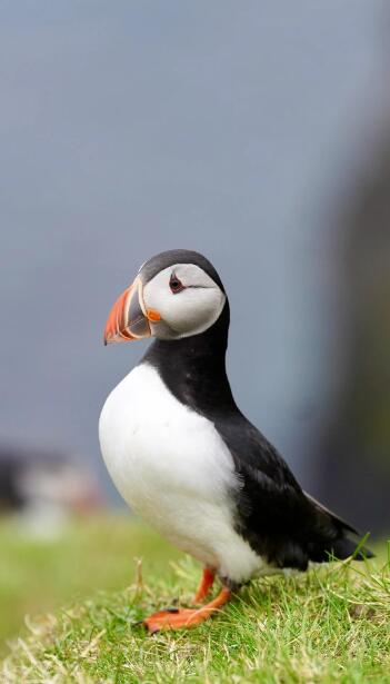 海鹦鹉王国的四季诗篇