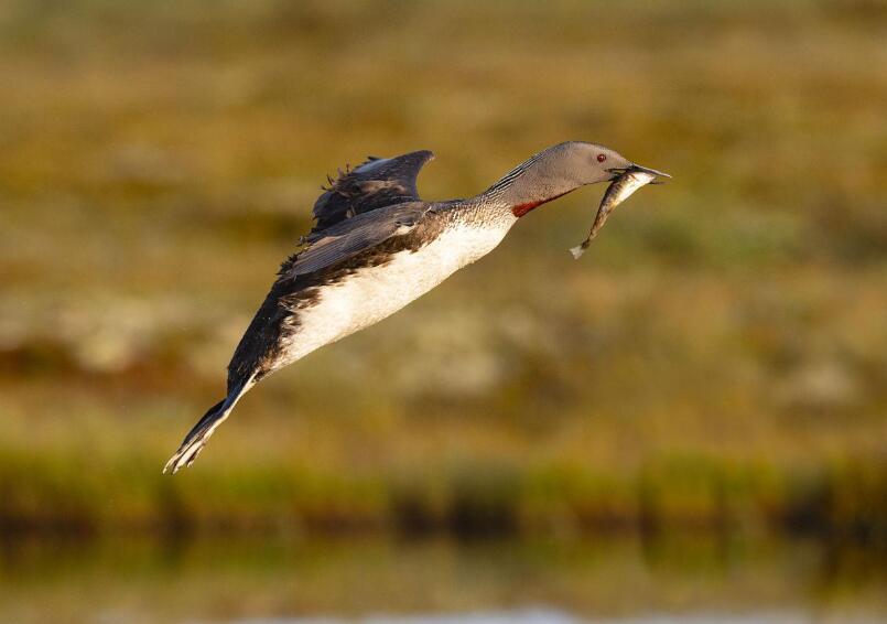 风暴中的黑色箭矢