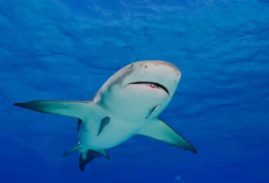 潜入蓝色幻梦,与柠檬鲨共赴跨越物种的深情之约