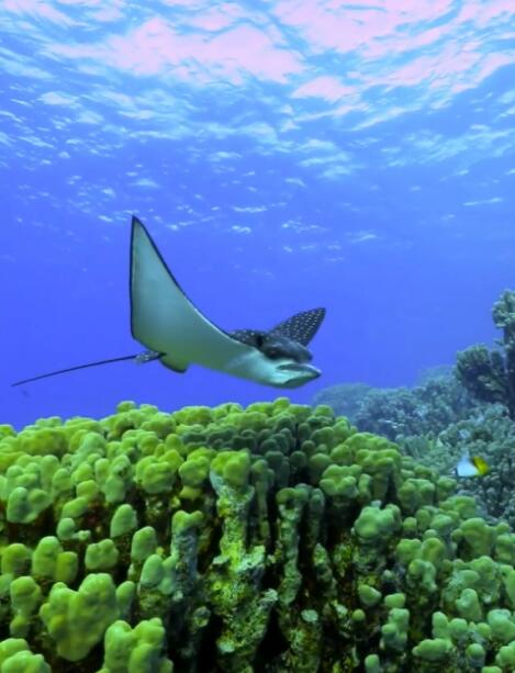 斑点鹰鳐:于南太平洋蓝幕,舞出优雅与自由的海洋诗篇