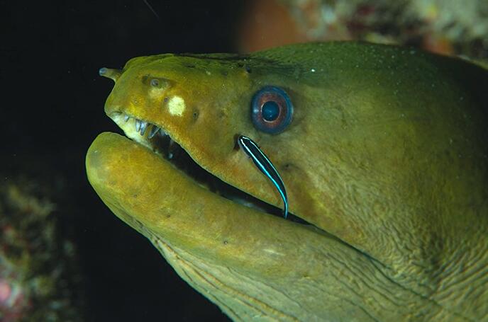 南太平洋珊瑚礁下的哥特隐者,静诉海洋幽秘