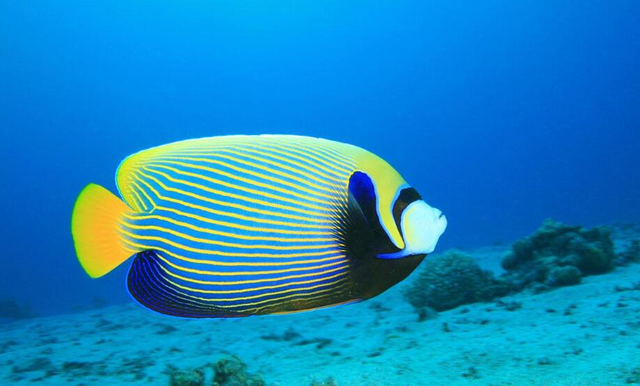 珊瑚礁深处,帝王神仙鱼藏着怎样的色彩统治密码?