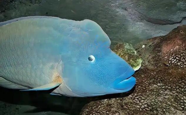 与拿破仑鱼共舞的幻光时刻