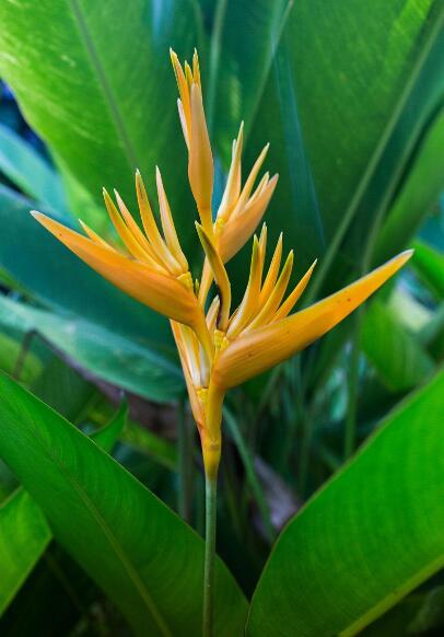 瓦伊帕希的花焰迎宾