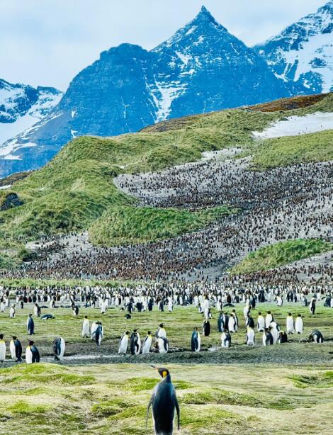 冰封王座:南乔治亚岛的极地史诗