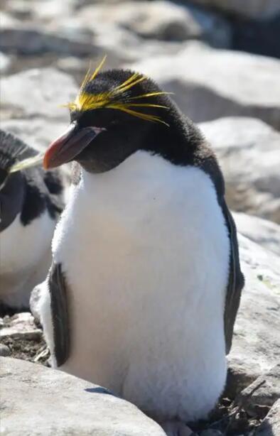 南设得兰群岛的生命奇迹